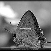 Гравировка животные 